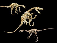Velociraptor mongoliensis, skeleton