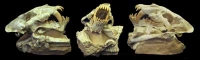 Homotherium, saber-tooth cat