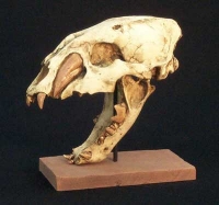 Machairodus giganteus, saber-toothed cat