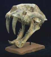 Machairodus giganteus, saber-toothed cat skull