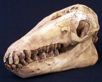 Macrauchenia, skull