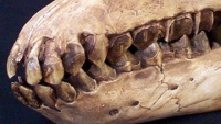Macrauchenia, skull