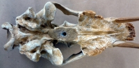 Megantereon inexpectatus, saber-toothed cat skull