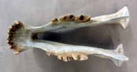 Megantereon inexpectatus, saber-toothed cat skull