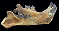 Smilodon populator, saber-toothed cat skull