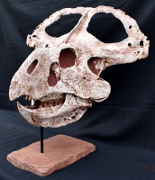 Protoceratops andrewsi, adult skull
