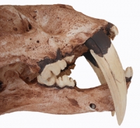 Smilodon fatalis, sabertooth cat skull, brown finish