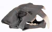Smilodon fatalis, sabertooth cat skull, tar pit finish