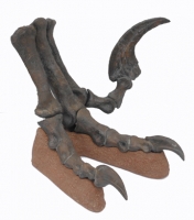 Utahraptor ostrommaysorum, foot