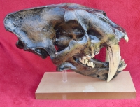 Smilodon fatalis, sabertooth cat skull