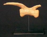 Utahraptor ostrommaysorum, tail vertebra