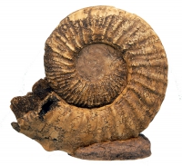 Prionocyclus wyomingensis, ammonite