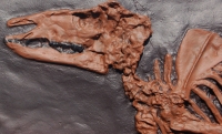 Propalaeotherium, Messel Horse Skeleton