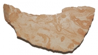 Atikokania (Archaeocyathid), Ediacaran Fauna