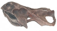Protoceratops andrewsi, skull