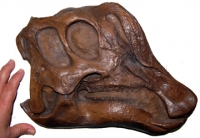 Lambeosaurus, 3/4 profile skull