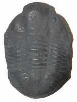 Asaphiscus wheeleri, trilobite