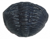 Phacops rana milleri, enrolled trilobite