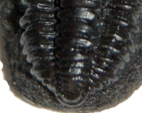 Phacops rana milleri, trilobite