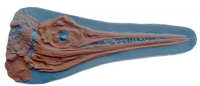 Stenopterygius quadricissus, Ichthyosaur skull & Bones