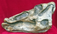 Edmontosaurus skull profile