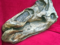Edmontosaurus 3/4 skull 46 Inches long