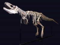 Tarbosaurus bataar, juvenile skeleton replica rental
