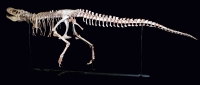 Tarbosaurus bataar, juvenile skeleton replica