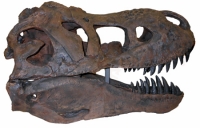 Tinker the Juvenile Tyrannosaurus rex, skull