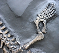 Nothosaurus, reptile skeleton