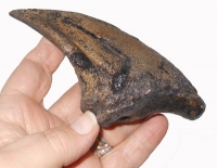 Acrocanthosaurus, claw of foot