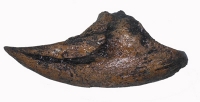 Acrocanthosaurus, claw of foot