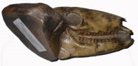 Mesohippus the 3-toed horse, skull