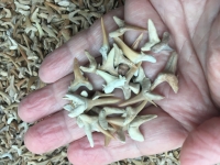 Fossil Shark Teeth High Quality Jewelry Grade only $1 each