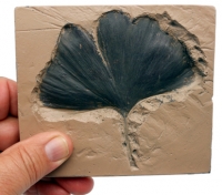 Ginkgo biloba Fossil Leaf