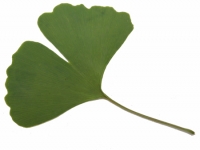 Ginkgo biloba Fossil Leaf