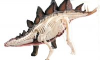 Stegosaurus 4D Vision Model