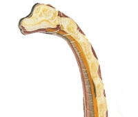 Brachiosaurus 4D Vision Model