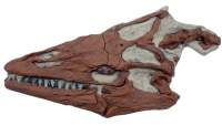 Platecarpus ictericus, mosasaur skull, marine reptile