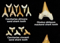 Fossil Shark Teeth, Fish, Reptile & Bones from Morocco,  PostCard