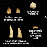 Fossil Shark Teeth, Fish, Reptile & Bones from Morocco,  PostCard