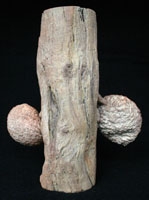 Araucaria bidwellii, branch with cones