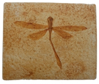 Stenophlebia aequalis, dragonfly, insect