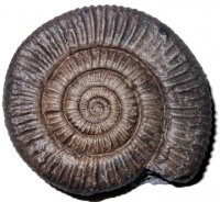 Dactylioceras commune, ammonite