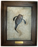 Eurypterus remipes, with frame, Siluria
