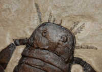 Eurypterus remipes, with frame