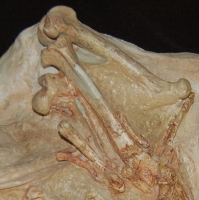 Merycoidodon, Oreodont Skull & Skeleton