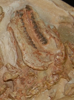 Merycoidodon, Oreodont Skull & Skeleton