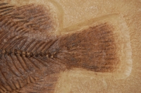 Priscacara serrata, Green River, fossil fish