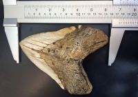 Massive 6 Inch Megalodon (Carcharodon megalodon) tooth, Black